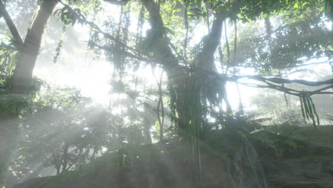 Selva-Neblinosa-En-Los-Montes-Chiang-Dao