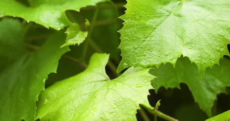 Water-Drops-On-Leaf-Surface-8