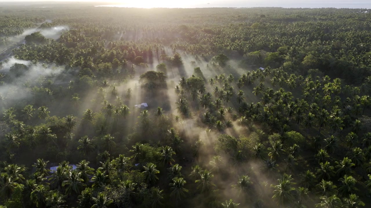Aerial drone view of Coconut trees casting long shadows through fog over Brooke's Point at sunrise