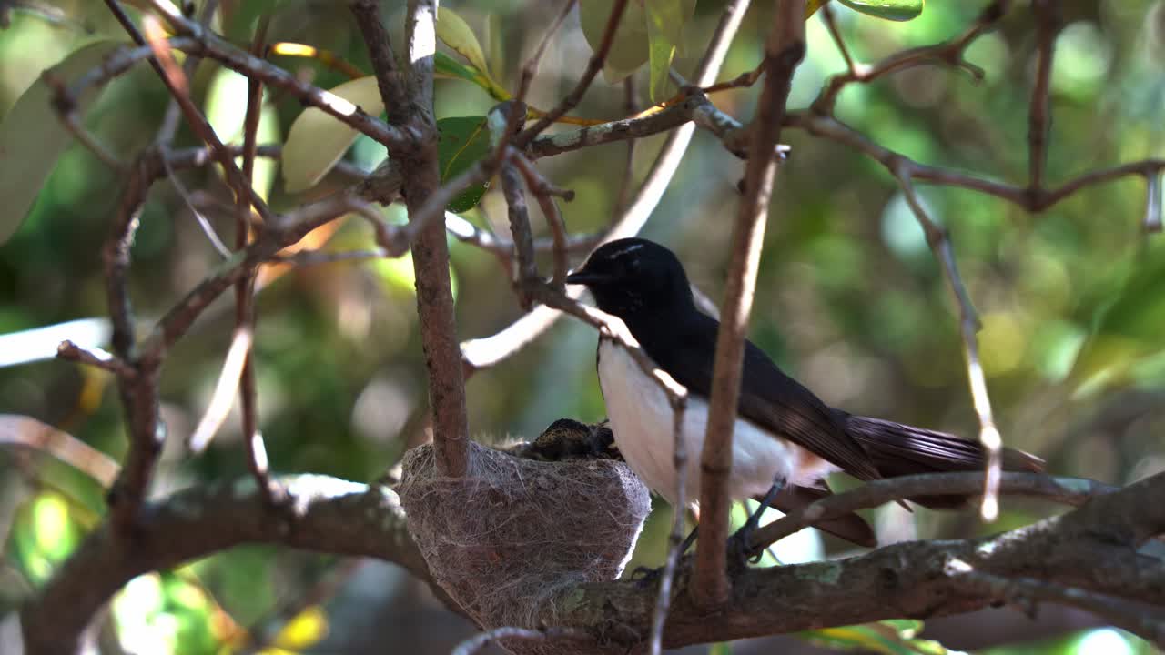 la madre willie wagtail regresa a sus polluelos, merodeando por los alrededores, vigilando y protegiendo el nido a corta distancia, toma de cerca de especies de aves australianas durante la temporada de reproducción