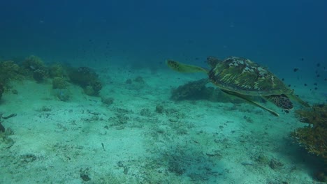 green turtle with remoras swims quickly away over shallow sandy coral reef