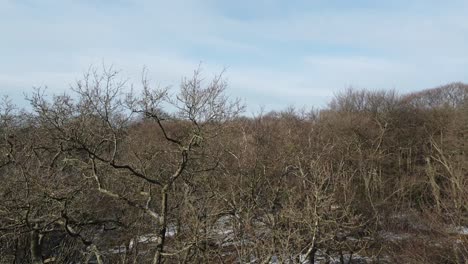 epping bosque estanque cubierto de hielo elevarse sobre árboles drone de invierno 4k