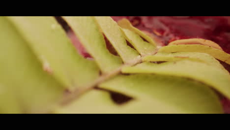 primer plano de una hoja de helecho