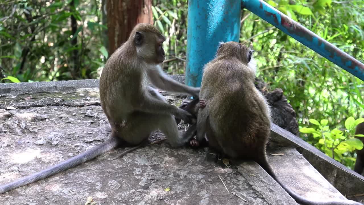 Monkey family playing on temple's stairs