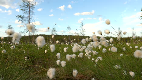 cotton grass up close with blue sky in the background