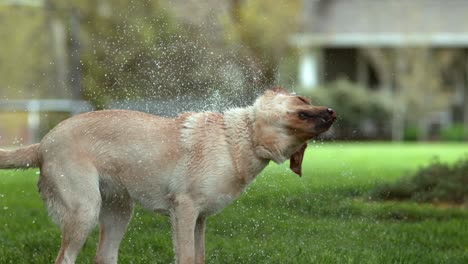 wet dog shaking off in slow motion