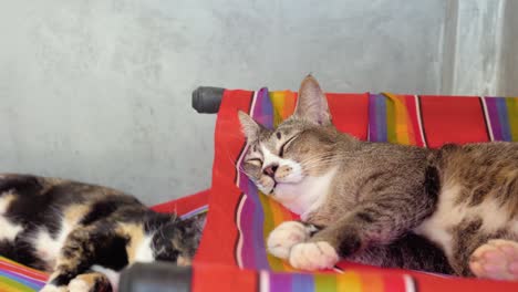 two sleeping shelter cats