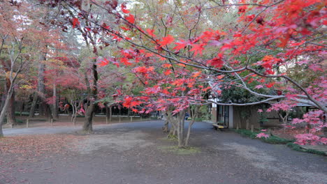 maple trees are placed in a japanese garden for various purposes