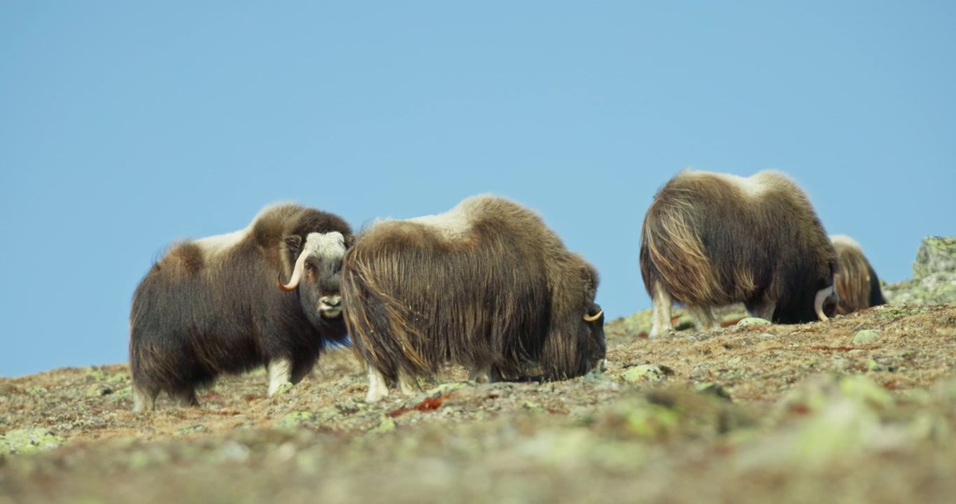 Myskoxe går bakom betande hjordkamrat på stenig ås i Dovrefjell, Norge