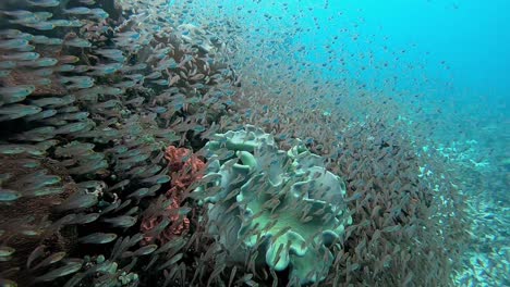 small baby fish swarming around coral