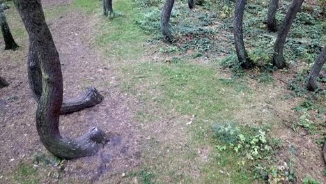 Drone-flying-in-the-crooked-forest-outside-Nowe-Czarnowo,-Poland,-Europe