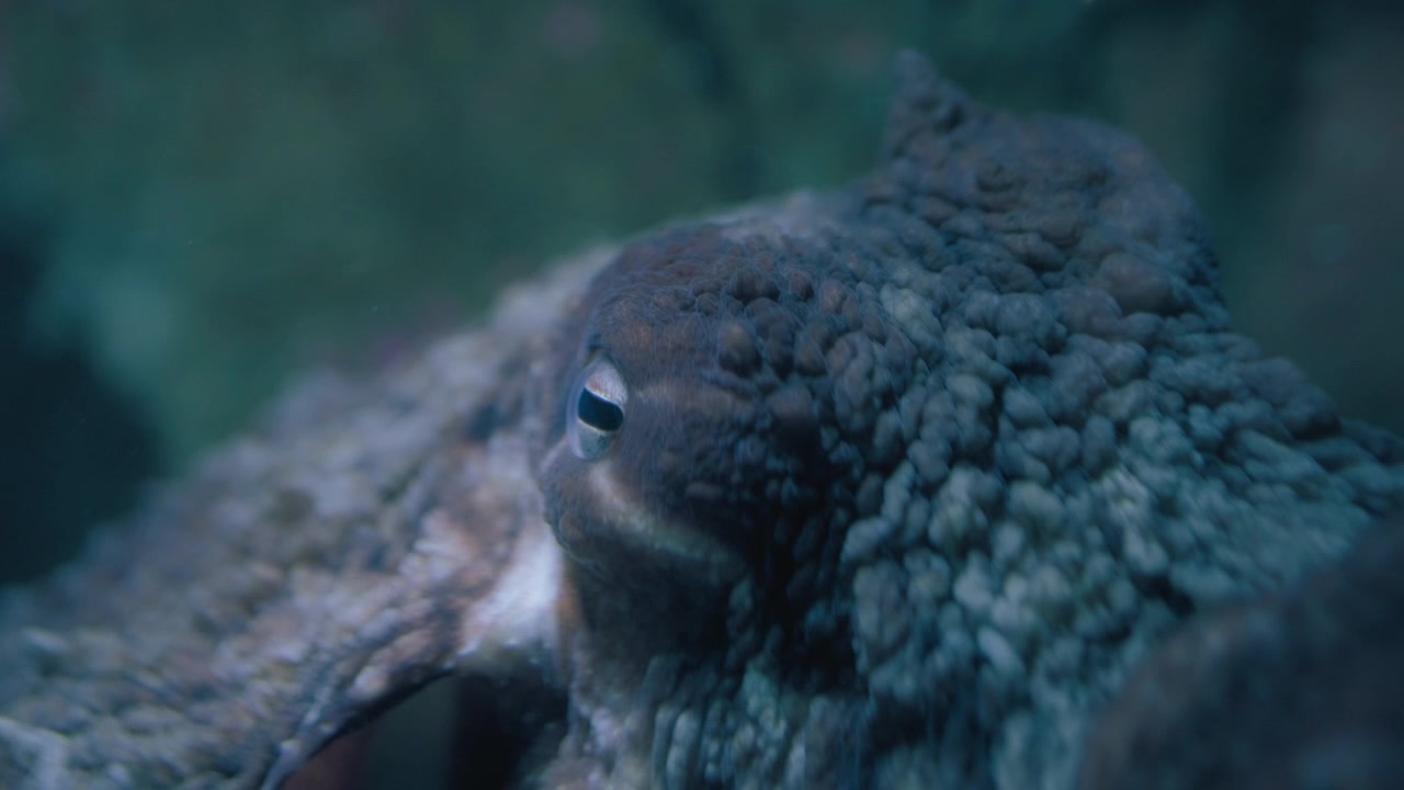 lose up of a Giant Pacific Octopus head