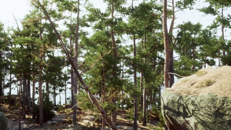 pine forest landscape with rocks