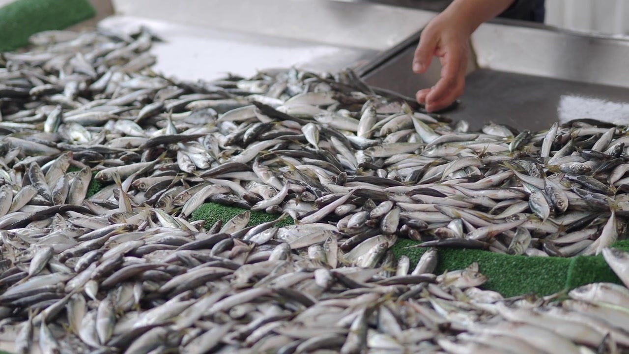 Fishmonger Arranging Fresh Small Fish on Display at Market
