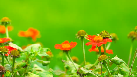 Rote-Blume-Auf-Grünem-Feldhintergrund.