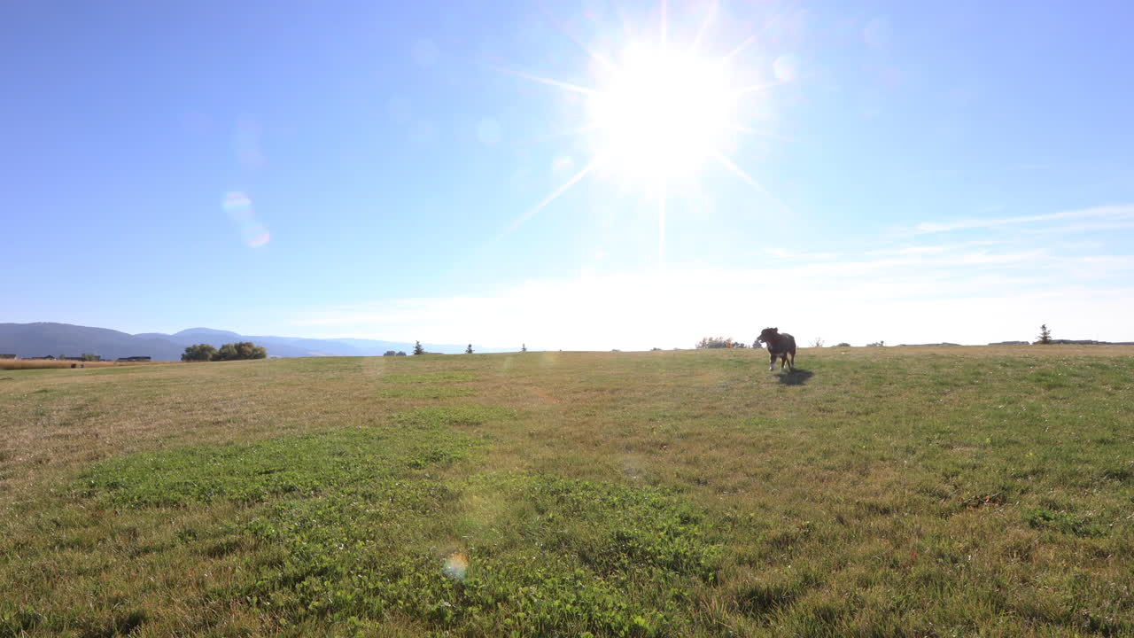 주인에게 돌아오는 강아지 4k