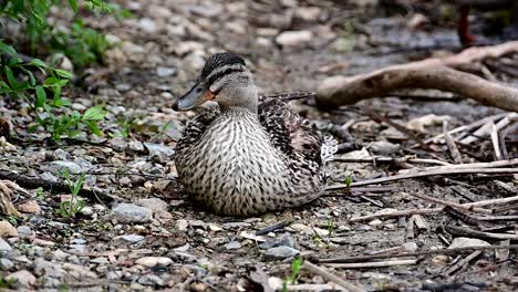 female mallard duck near the shore of a lake