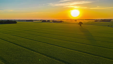 Aerial-drone-backward-moving-shot-over-golden-sunset-over-spring-corn-fields-in-timelapse-during-evening-time