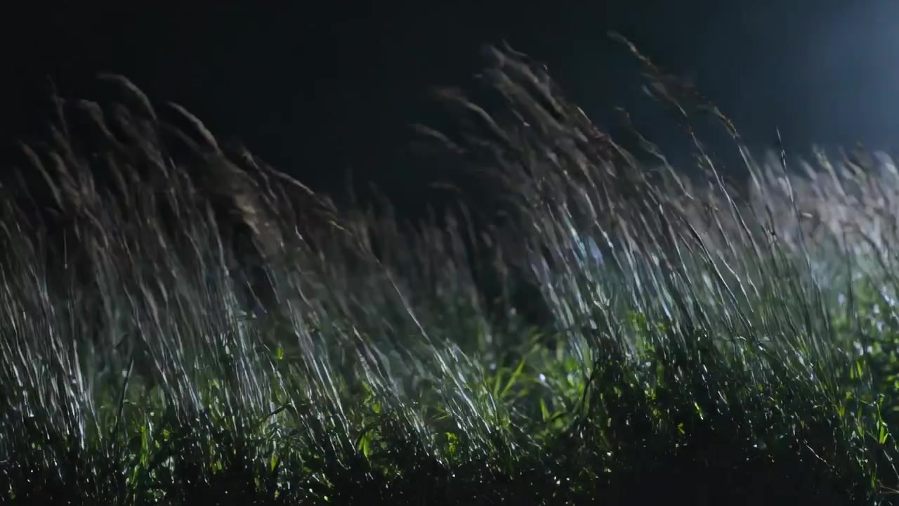 Spighe di erba alta che ondeggiano piegandosi sotto una brezza crescente in un campo notturno, con nebbia illuminata a destra che mostra la rugiada