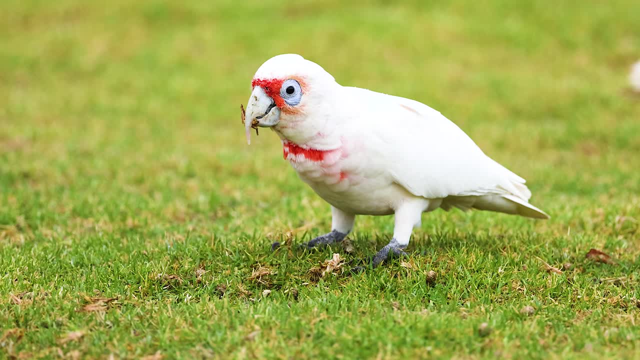 A Long-Billed Corella explores grassy terrain, pecking at the ground under natural daylight along Australia's Great Ocean Road