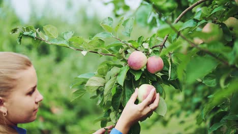 Woman picking up a ripe apple. Fruit tree. Juicy red apple on the tree branch.