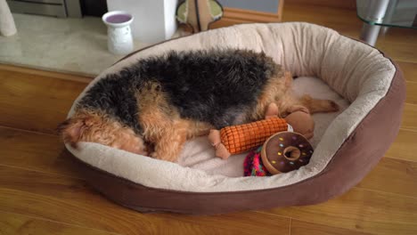 Dog-going-crazy-itchy-wriggling-and-rolling-around-his-bed-little-furry-terrier-going-bananas