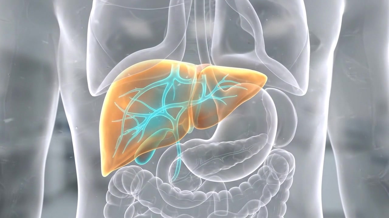 Glowing orange liver highlighted inside transparent human upper torso visualization