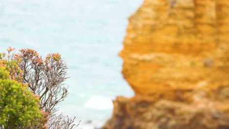 golden cliffs and coastal vegetation with ocean backdrop, captured in natural daylight at port campbell, australia