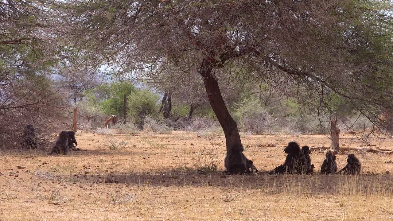 un grupo de babuinos se sienta debajo de un árbol en áfrica y disfruta de la sombra 1