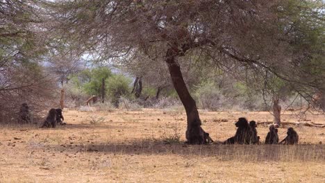 Un-Grupo-De-Babuinos-Se-Sienta-Bajo-Un-árbol-En-áfrica-Y-Disfruta-De-La-Sombra-1