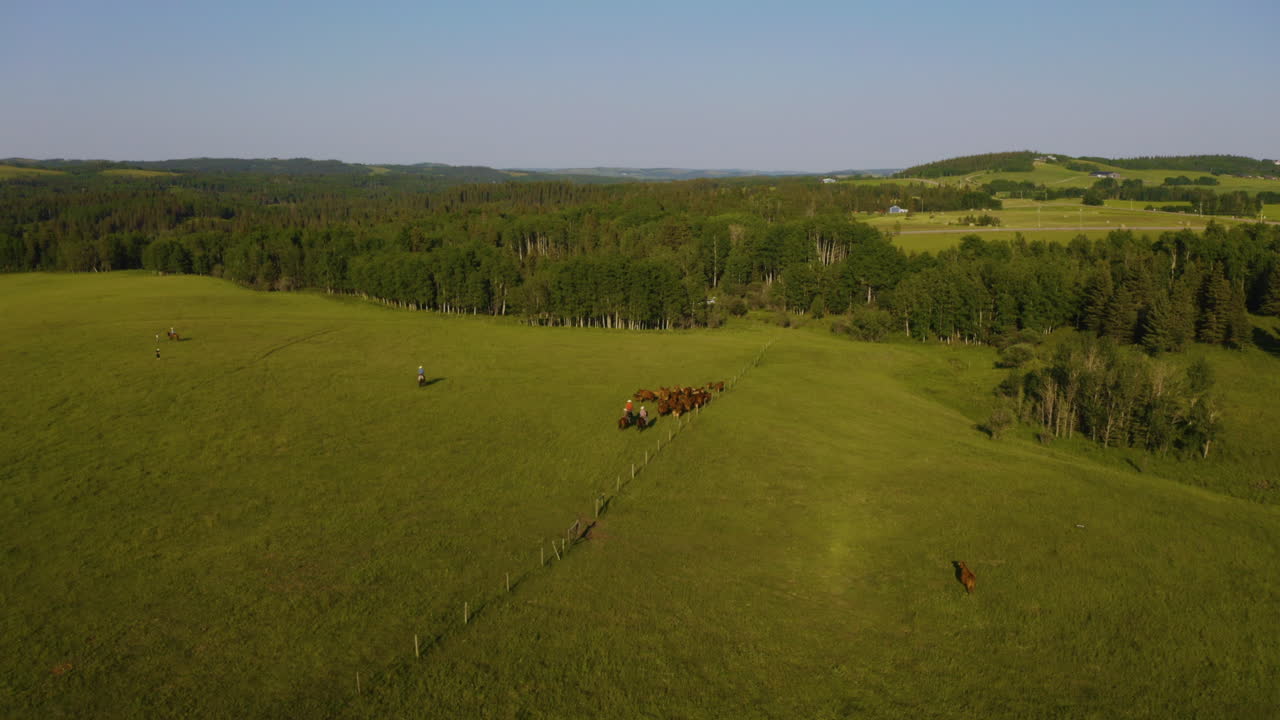 Vista aerea di cowboy che radunano il bestiame in un ranch nella pittoresca campagna