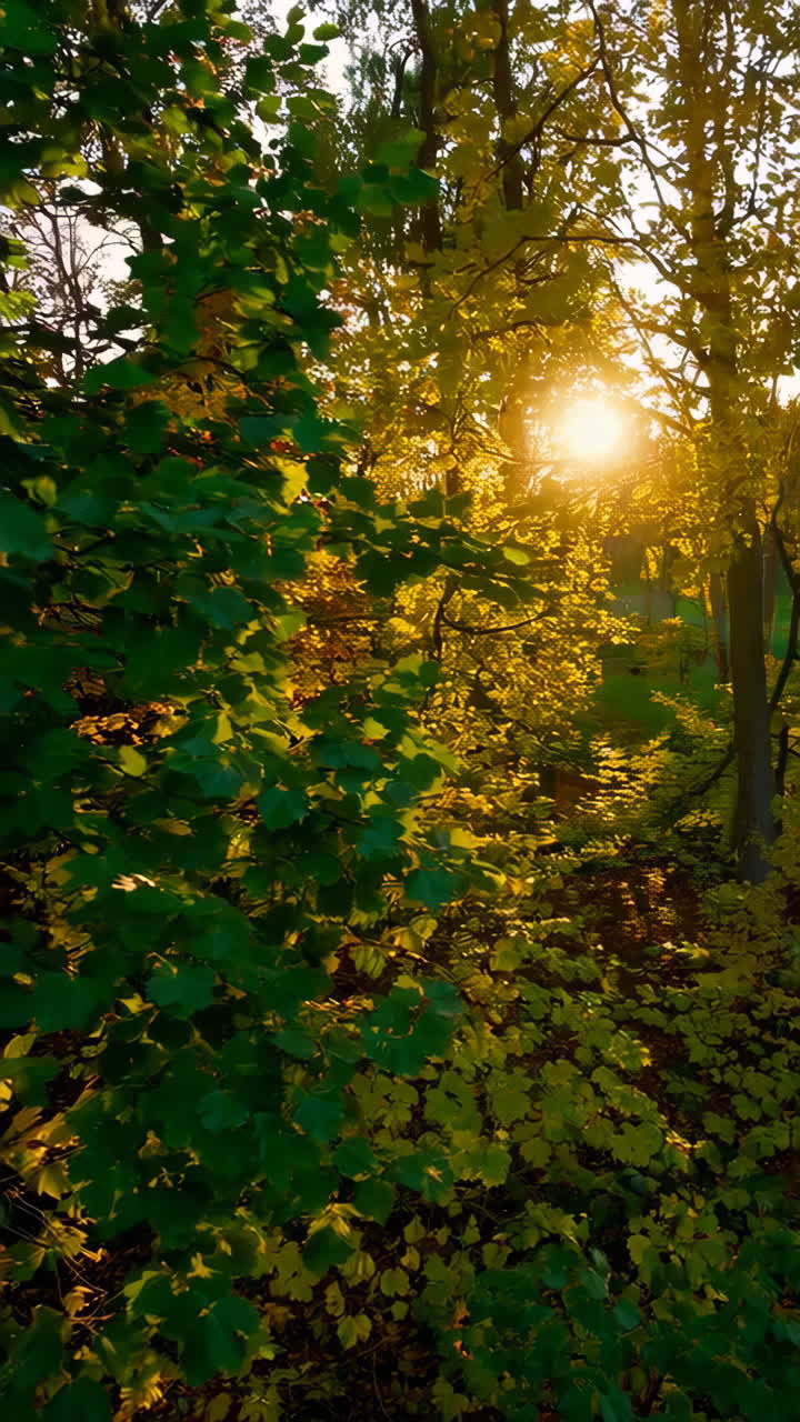la luz del sol del bosque de otoño