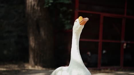 as i was pointing my zoom lens at him, he decided to point is bill at me