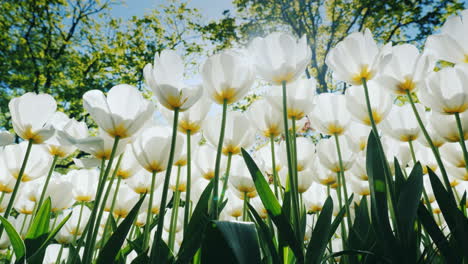 tulipanes blancos con tallos altos
