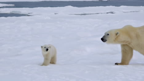 polar bears and a cub on the arctic ice
