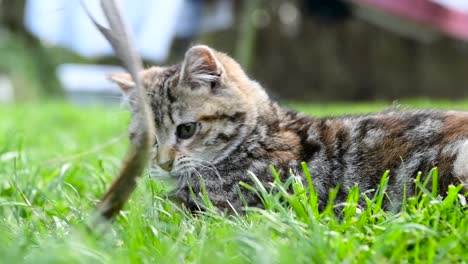 a cute little kitten having fun in the grass playing with a leaf, trying to catch it with her tiny claws