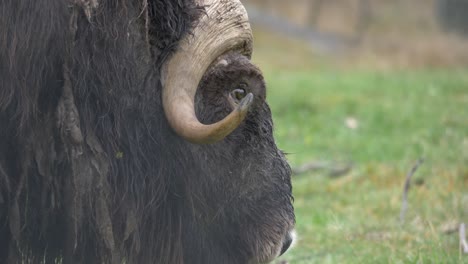 primer plano de perfil de buey almizclero con cuernos sumergidos hacia abajo y abrigo de piel peludo y empapado en pradera húmeda, en un día frío y húmedo