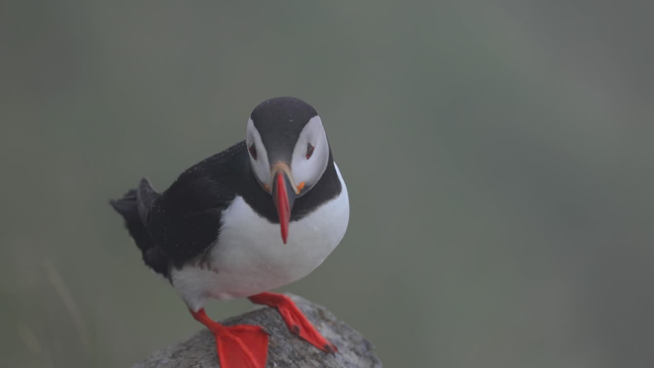 대서양 파핀 (fratercula arctica) 은 룬데 섬 (노르웨이) 의 바위 위에 있습니다.