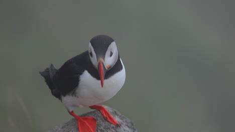 papagayo atlántico (fratercula arctica), en la roca de la isla de runde (noruega).