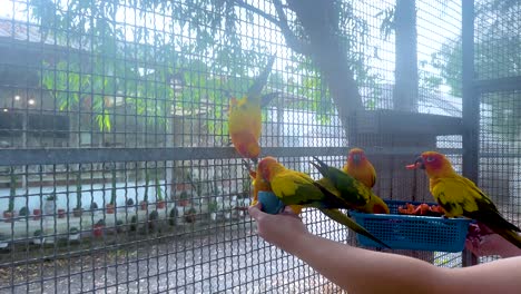 loros coloridos siendo alimentados por un visitante