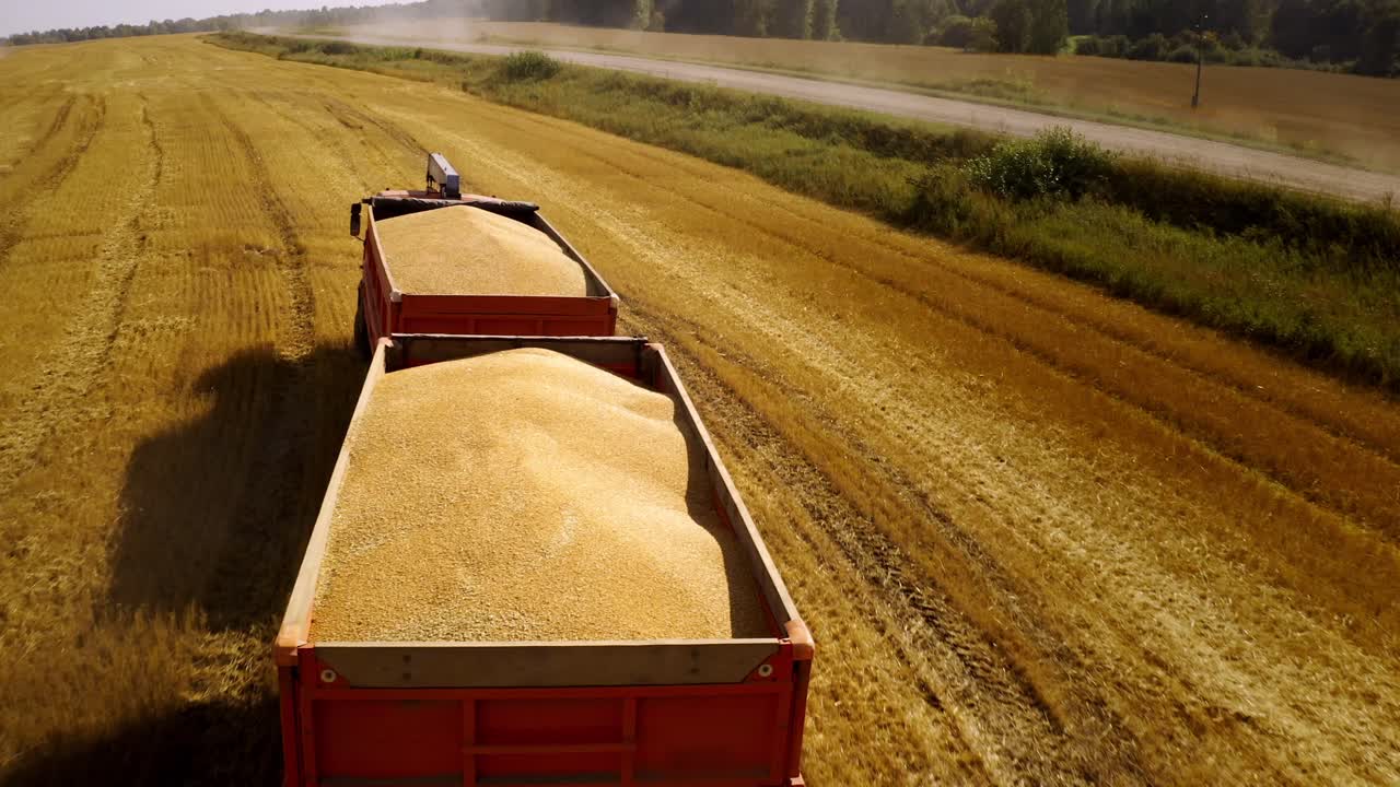 Harvesting Wheat with Grain Trailers