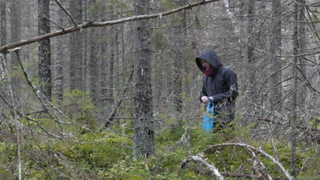 caucasian man picks mushrooms from green forest floor, long shot