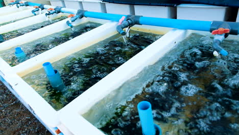 water flowing into abalone tanks and being aerated, commercial abalone fishery