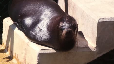 Sea-Lion-00-2