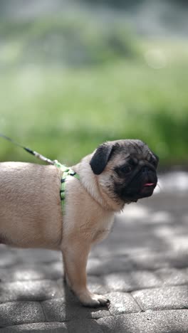 pug puppy on a walk