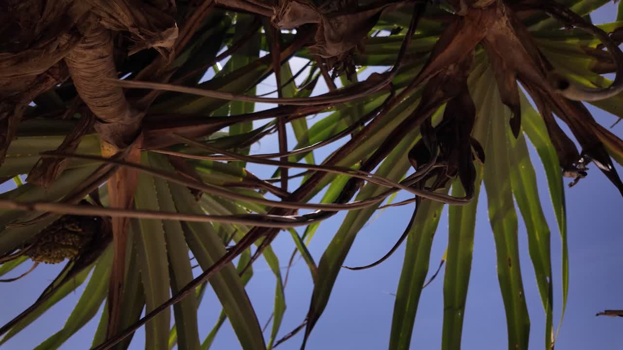 Palm tree exotic plant tree nature leaves clear blue sky background