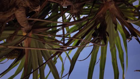 palm tree exotic plant tree nature leaves clear blue sky background