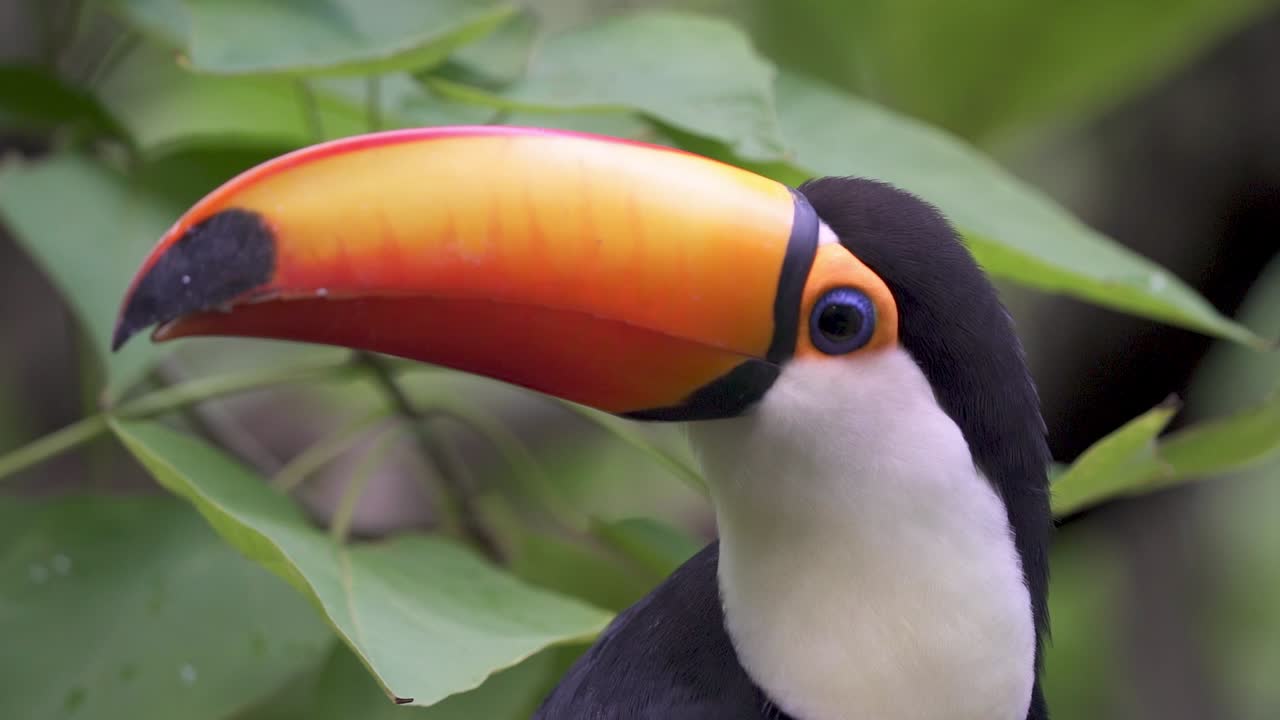 Close-up extremo de um tucano-toco rodeado por folhas verdes da selva, olhando ao redor