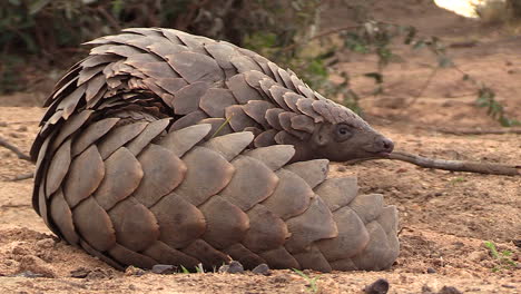 close view of african pangolin lying on ground and sticking out tongue