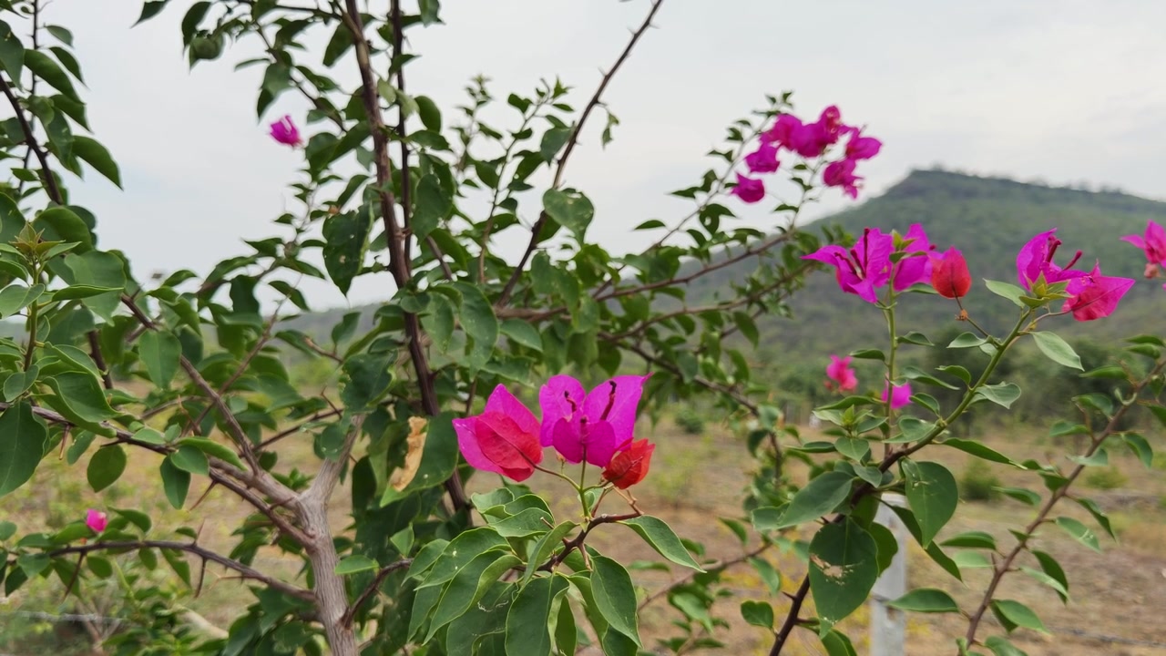 Fiori di bouganville rosa che crescono su un ramo frondoso con un paesaggio montano suggestivo e uno sfondo di campagna.